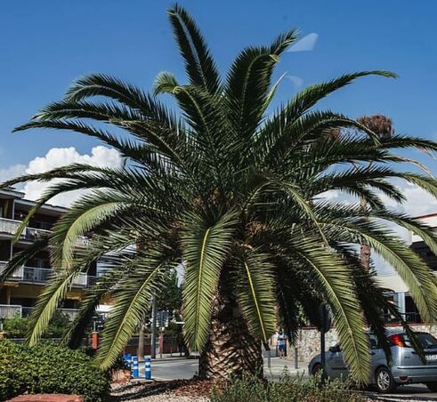 Beautiful palm tree freshly pruned in front of building in Ocean Breeze