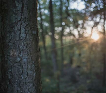 image of sun setting from woods with pretty tree on the left