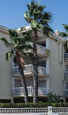 Palm tree in front of condo with damage from storm