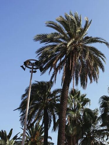 Tall palm tree on side of highway being cut down 